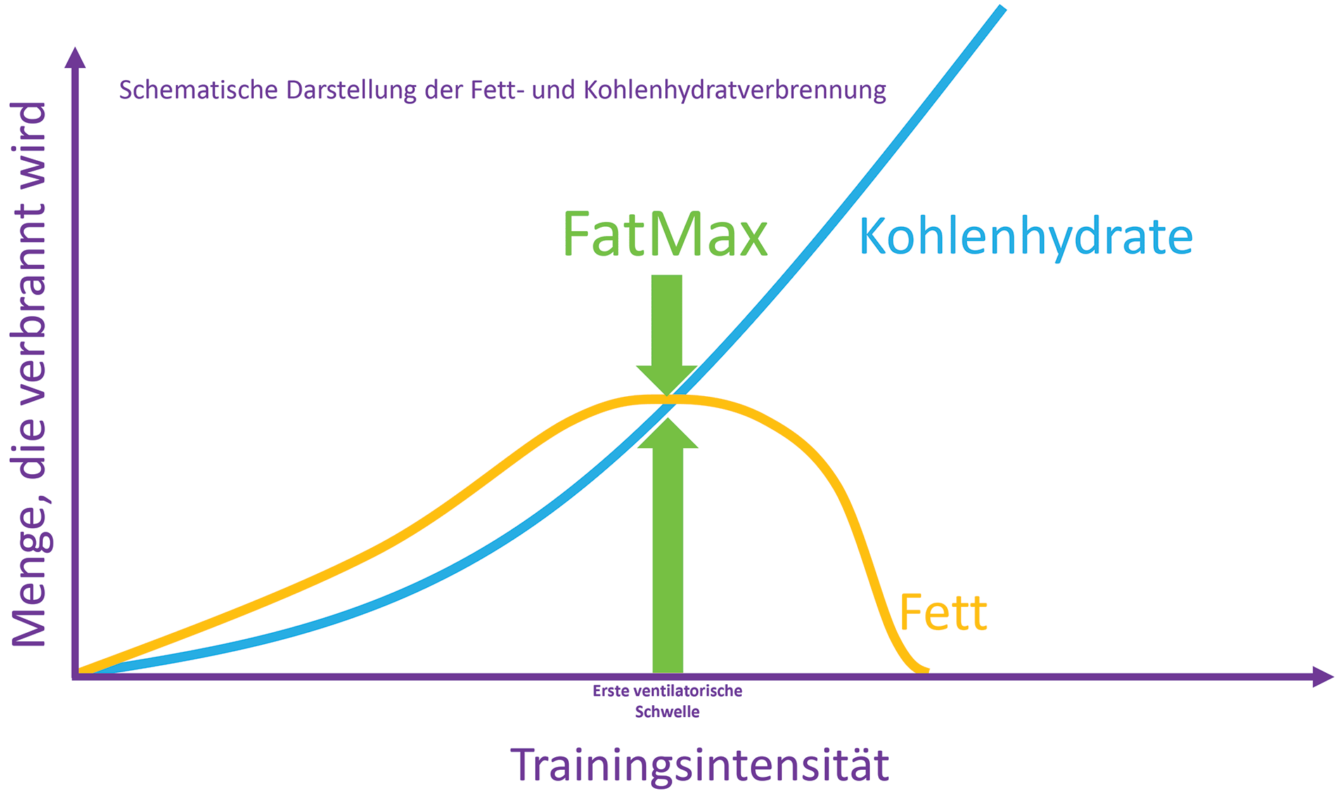 Fett- und Kohlenhydratverbrennung